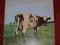 ATOM HEART MOTHER PINK FLOYD UK HARVEST 1 WYDANIE