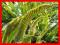 JĘZYCZNIK - PAPROĆ JAKICH MAŁO, DUŻE SADZONKI