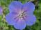 BODZISZEK IBERYJSKI  o dużych błękitnych kwiatach