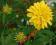 ŚLICZNA RUDBEKIA NAGA-GOLDEN GLOW-BYLINA