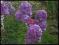 FLOKS PHLOX wiechowaty FIOLETOWY - sadzonki