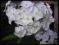 FLOKS PHLOX wiechowaty BIAŁY - sadzonki