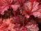Heuchera 'Cajun Fire' - Żurawka WIŚNIOWO-BORDOWA