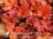 Heuchera 'Paprika' - POMARAŃCZOWA ŻURAWKA HiT !!!
