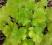 Heuchera 'Key Lime Pie' - Żurawka ZIELONE JABUSZKO