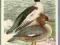pocztówka TRACZ NUROGĘŚ ptaki chronione SIWEK