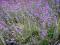 Lawenda wąskolistna