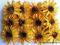*mojedekorowanie*Słoneczniki mega komplet 12szt