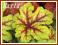 Żuraweczka 'Alabama Sunrise' (Heucherella) p9