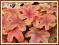 Żuraweczka 'Brass Lantern' (Heucherella) p9