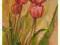 Tulipany    Pejzaż Kwiaty