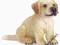 SCHLEICH 16342 GOLDEN RETRIEVER SZCZENIAK