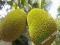 [WO] Jackfruit w słonej zalewie 540g