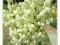 YUCCA FILAMENTOSA JUKKA KAROLIŃSKA