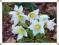 HELLEBORUS NIGER CIEMIERNIK BIAŁY