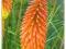 KNIPHOFIA UVARIA TRYTOMA GRONIASTA SADZONKI