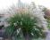 trawa ozdobna Miscanthus Yaku Jima-sadzonka