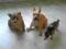 3 figurki piesków