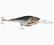 WOBLER RAPALA SHAD RAP RS SRRS-5 CW BYDGOSZCZ