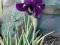 piękny IRYS JAPOŃSKI VARIEGATA paskowane liście