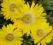 DELOSPERMA SŁONECZNICA SŁONECZKA ZÓŁTE.SADZONKI