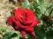 Róża wielkokwiatowa CZERWONA typu Aida w balocie
