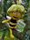 Pszczółka MAJA 3D maskotka z bajki 20cm Licencja