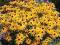 RUDBEKIA BŁYSKOTLIWA 'GOLDSTURM' - SADZONKA !!!