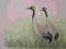 akwarela ŻURAWIE ptaki akwarelka ptak 18 x 24 cm