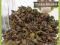 Oolong Tie Guan Yin 50g herbata czerwona