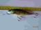 WOBLER SALMO PERCH 8cm F