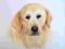 GOLDEN Retriever, labrador, rysunek A4 kredki wodn