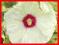 HIBISKUS BYL. OLD YELLA - KREMOWE KWIATY GIGANTY!