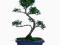 Ostrokrzew karbowany - ilex - bonsai indoor