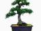 Azalia Indica - bonsai