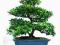 Azalia Haru-no-sono Azalia Indica - bonsai