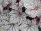 Heuchera 'Sugar Frosting' - Żurawka