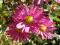 Chryzantema zimująca ,ALCALA -  róża,lewizja