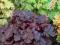 Heuchera 'Creole Nights' - Żurawka CIEMNA