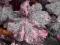Heuchera 'Midnight Rose Select' - Żurawka UROCZA !