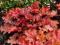 Heuchera 'Peach Flambe' - BRZOSKWINIOWE PŁOMIENIE