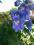 DELPHINIUM Ostróżka ogrodowa Blue Bird ROŚLINY