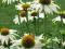Jeżówka Echinacea. BIAŁA SADZONKI.