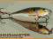 Wobler RAPALA SHALLOW SHAD RAP 8cm/10g + PRZYPON