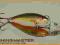Wobler RAPALA DEEP TAIL DANCER 7cm/9,6g + PRZYPON