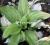 030 Hosta Ghost Spirit  - kolekcjonerska