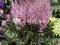 Astilbe Little Vision in Pink - miniaturka