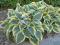 030 Hosta First Frost  - kolekcjonerska