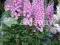 21 Delphinium Elatum new Millenium Blushing Brides