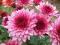 Chryzantema zimująca ,,Salomon Pink - ,  trytomia